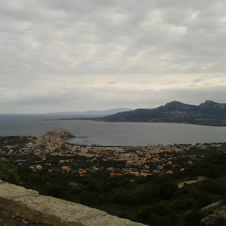 Eucalyptus Calvi (Corsica)